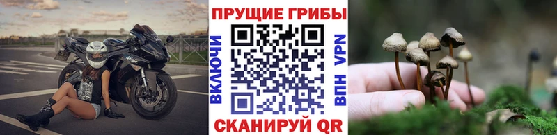 цена   Мамоново  Галлюциногенные грибы прущие грибы 